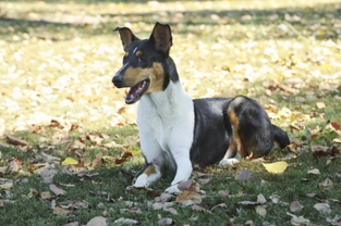 Pancreatitis in the smooth collie
