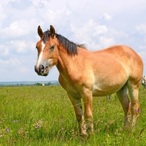 Symptoms & Treatment of Ringworm in Horses