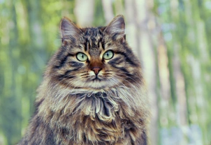 10 things you need to know about the Siberian cat before you buy one