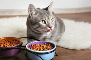 Urgent notice: Three UK Cat food brands affected by product recalls under investigation