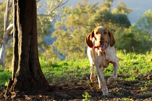 Country pursuits with a Bracco Italiano