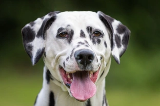 Are Dalmatians predisposed to developing bladder stones?