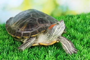 Health and Illnesses in Pet Turtles