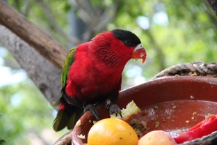 Tajemný svět papoušků: Potrava, enzymy, probiotika