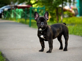 The UKs Most Popular Dog Breed - The French bulldog