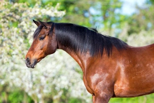 What Should Horse Owners be Prepared for this Spring