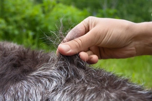 Dog grooming and coat care: What is hand stripping?