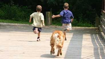 Waarom achtervolgen honden graag rennende kinderen?