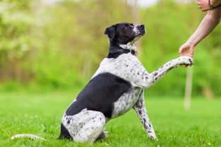 Five canine communications you might be misinterpreting