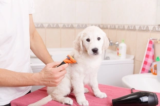 Prepare your puppy for grooming and toothbrushing
