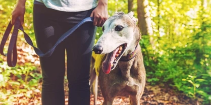 Five dog breeds that need less exercise than most people expect