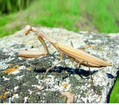 Zajímavý hmyz východního Slovenska