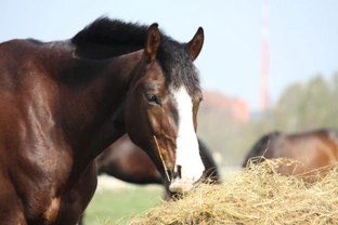 How to Change Your Horse's Feed Safely