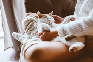 Having a cat allergy doesn't have to stop you from being a cat parent. What are the low allergy cat breeds? 
