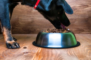 What can canine nutritionists do for your dog?