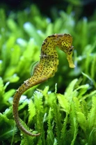 Can You Keep Seahorses as Pets?