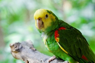 Common Illnesses in Amazon Parrots