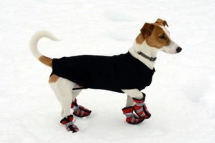 Five myths about dogs that do and do not need booties in winter