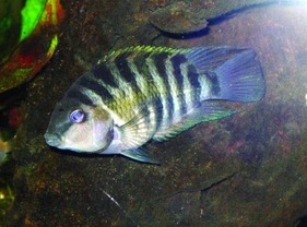 Ryba, se kterou se nebudete nudit! Kančík příčnopruhý (Cichlasoma nigrofasciatum)