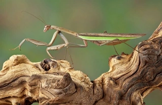 Is a praying mantis the right pet for you?