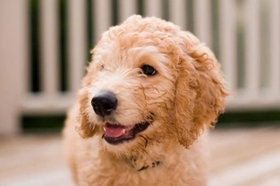 Hypoallergenic dogs - fact or fiction?