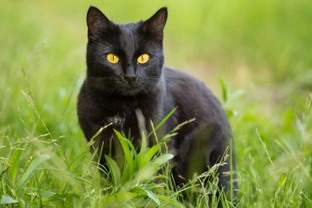 Ten Interesting Facts About Black Cats