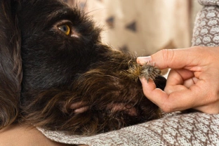 How to deal with burs, thistles, and other foliage in a dog’s fur