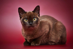 10 things you need to know about the Burmese cat before you buy one