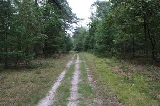 Losloopgebied: Strokelbos route van 5km (rode route) in Harderwijk