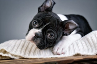 Ten things you need to know about the Boston terrier before you buy one