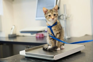 The Importance Of Weighing Your Cat Regularly