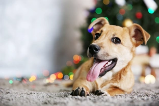 7 Ways to Give Your Dog a Very Happy Christmas (and most of them won’t cost you a penny)