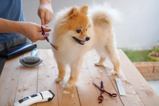 How to cope when your dog groomer is closed due to social distancing restrictions?