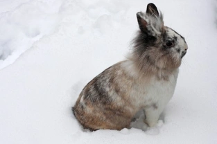 Caring for your rabbits during the winter