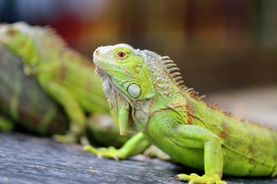 Can you ever really tame a pet iguana?