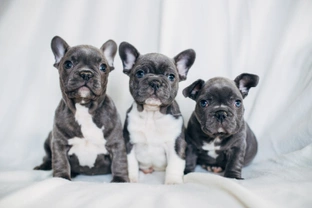 Predicting how many pups a French bulldog will have