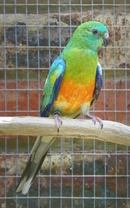 Papoušek zpěvavý (Psephotus haematonotus) 7 – Příprava ptáků na chovnou sezonu