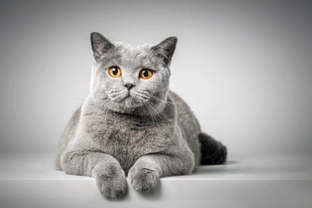 Ten Interesting Facts About British Shorthair Cats