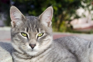 What Causes a Cat's Personality to Change?
