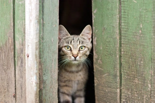 How to Create Wonderful Hideaways for Your Cat This Summer