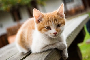 Ten Strange Facts About Cats  Which You May Not Know