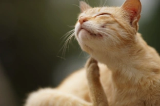 What you need to know about ear mites in cats