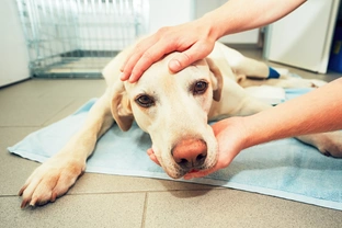 Kanker bij honden: hoe het te herkennen en te behandelen