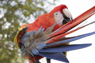 How to prevent feather plucking in your pet parrot