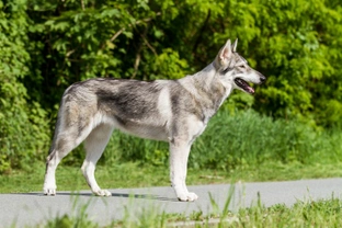 A distinctive and appealing hybrid dog type: The Northern Inuit dog