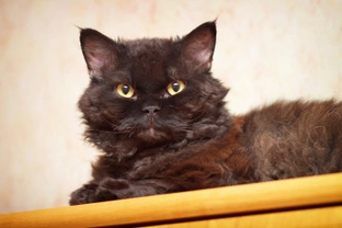 Owning a Selkirk Rex Cat