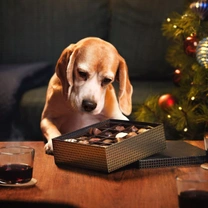 10 dangerous temptations for your pet during Christmas