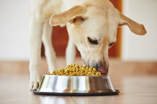 Does feeding dry dog food help to keep your dog's teeth in good condition?