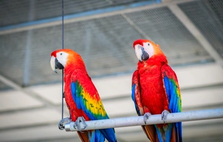 Tajemný svět papoušků: Součástí welfare papouška je bidlo