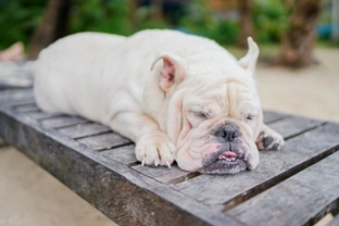Five care considerations for English Bulldogs during the summer
